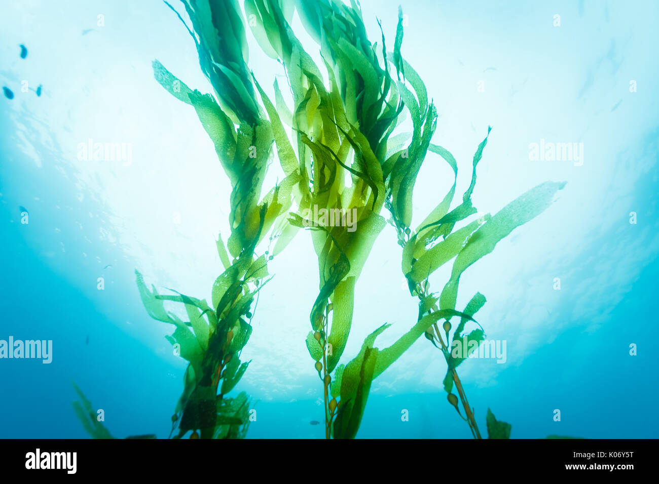 Tre trefoli di onda kelp pigramente fino nell'oceano corrente Foto Stock