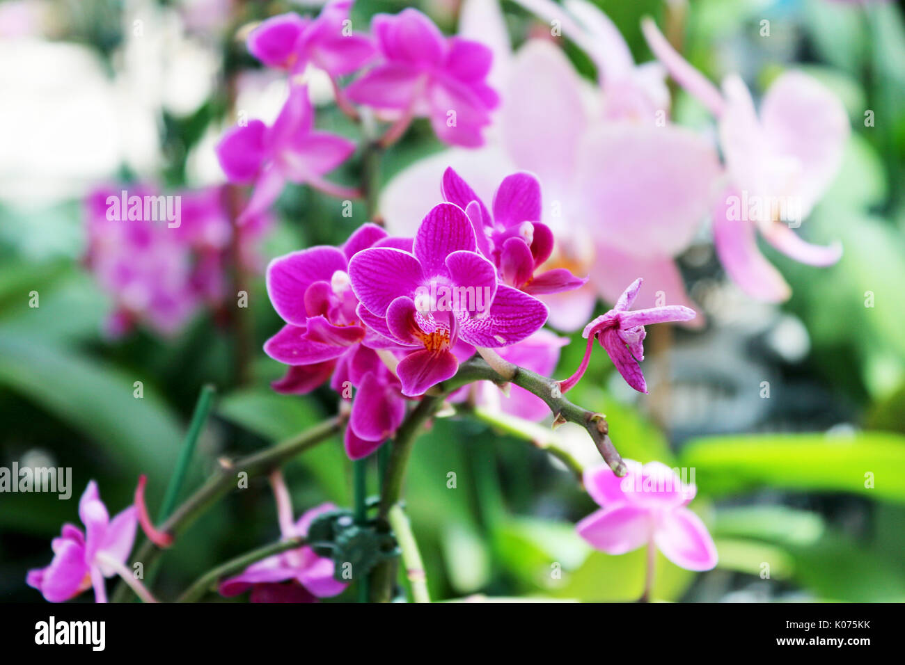 Orchidee viola vengano venduti al tempio thailandese Foto Stock