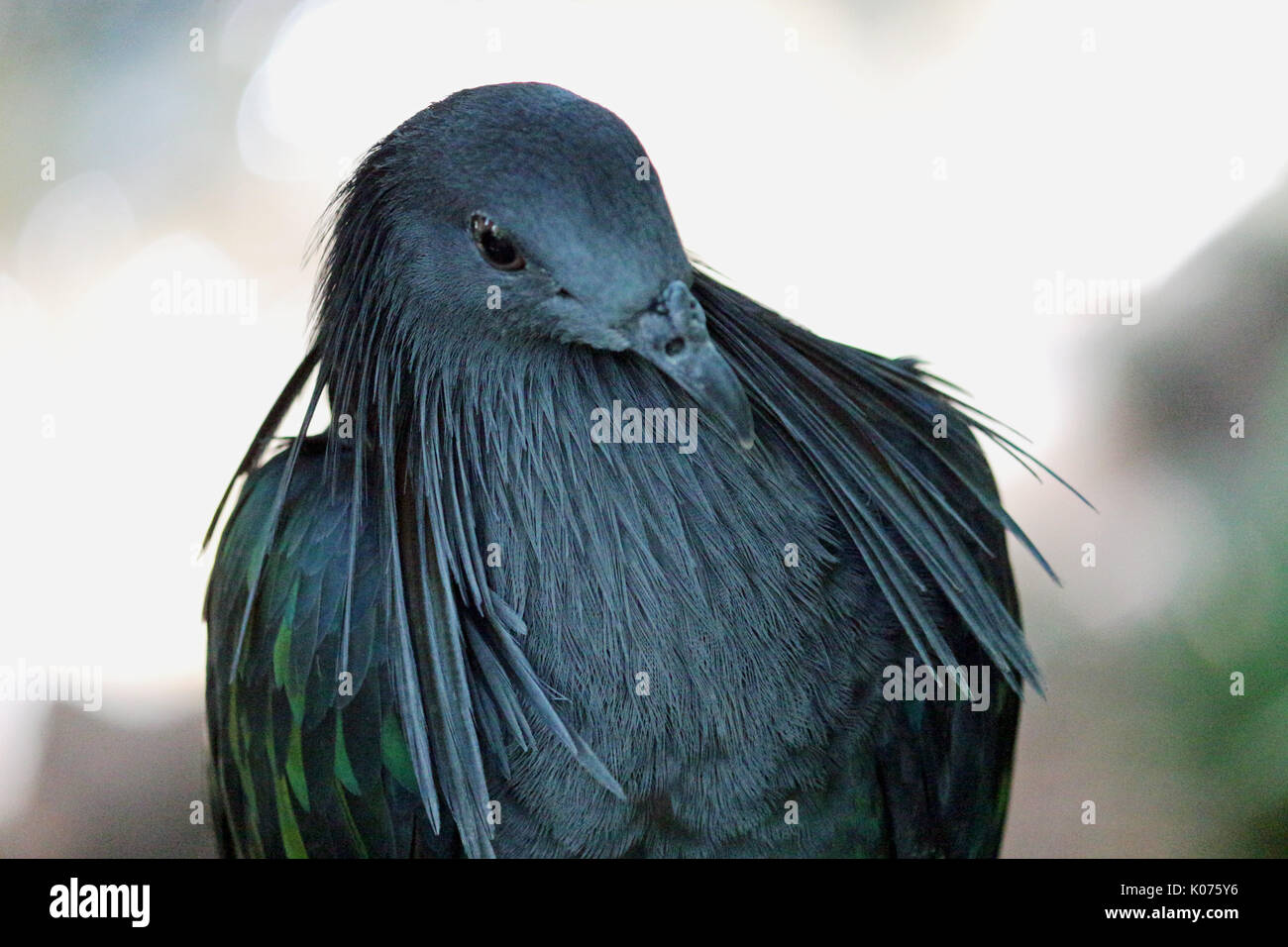 La colorata nicobare piccione con un luminoso sfondo naturale Foto Stock