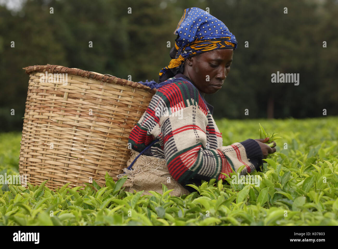 Raccolta di tè, Kakamega Forest, provincia occidentale, Kenya Foto Stock