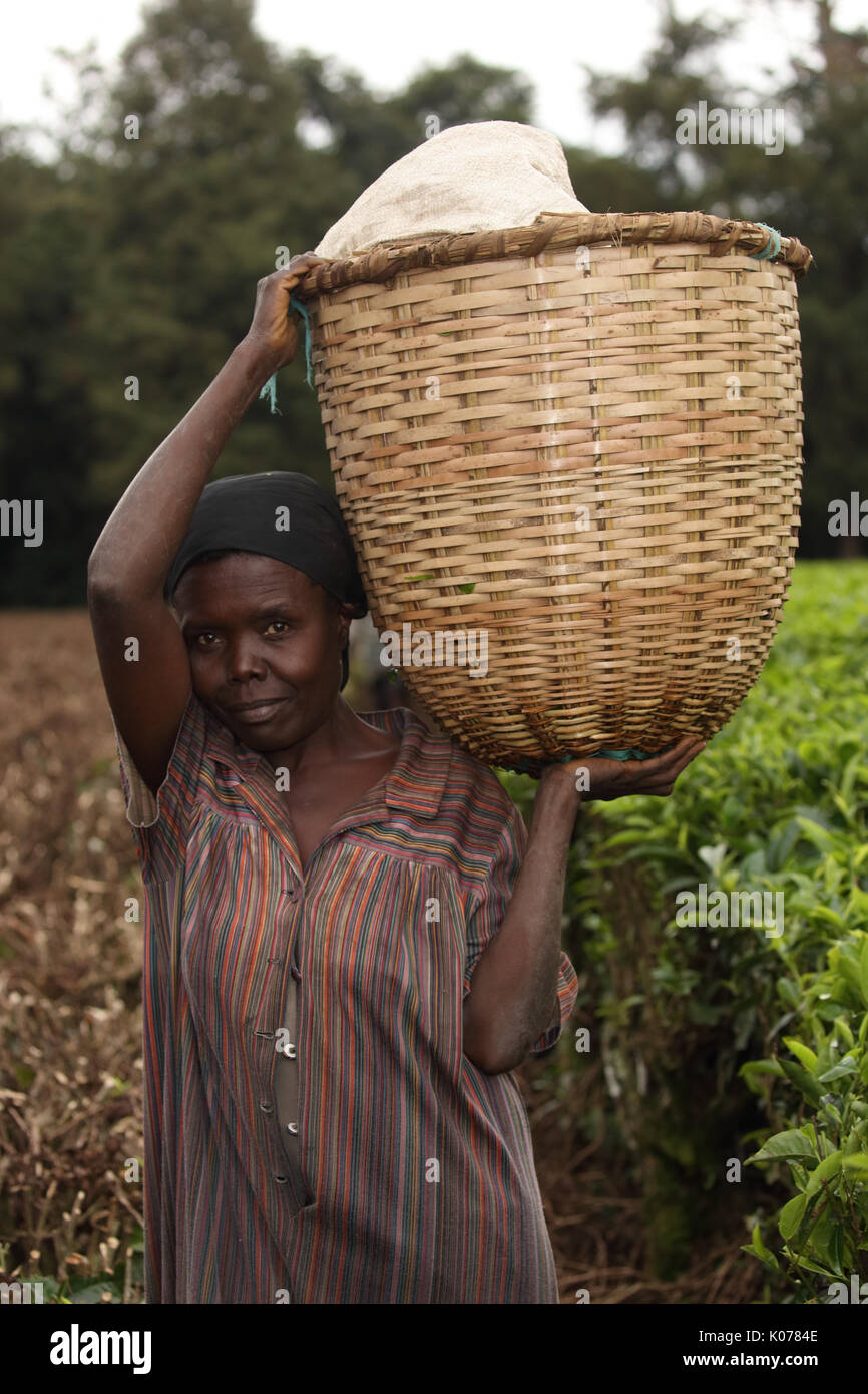 Raccolta di tè, Kakamega Forest, Kenya, tè utilizzato come buffer da disturbo umano sul boundariy della foresta Foto Stock