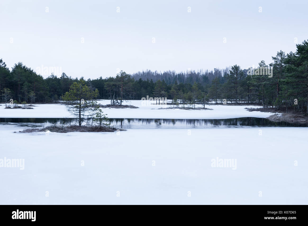 In inverno il BOG. freddo gelido marsh. Il pupazzo di neve di massa. palude lago e natura. temperature di congelamento in moro. snowy fen. muskeg ambiente naturale sedimento. Foto Stock