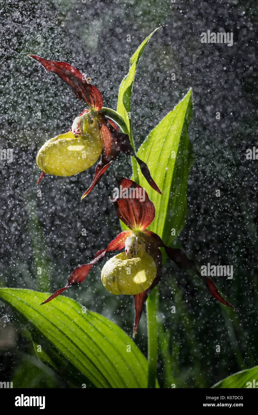 Pianella della Madonna fioritura di orchidee sotto la pioggia battente come nevicava. blossom e gocce di acqua come neve. giallo rosso con petali di fiore in fiore in naturale e Foto Stock