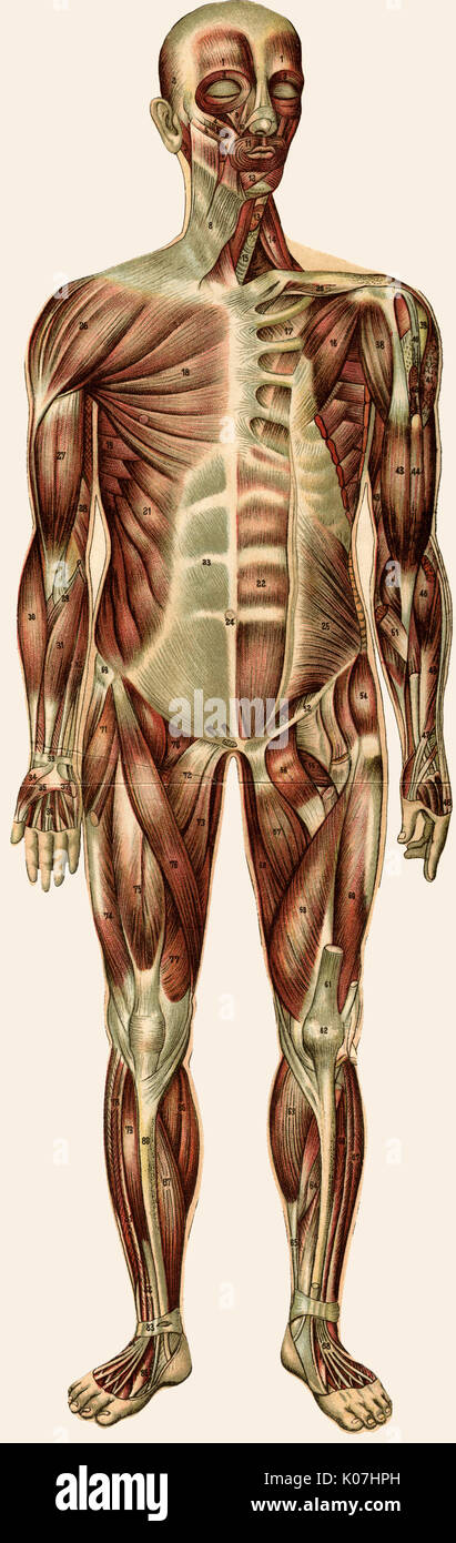 Dispiegamento dell'anatomia maschile Foto Stock
