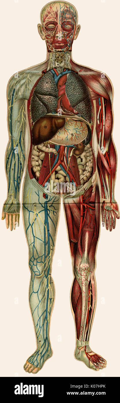 Dispiegamento dell'anatomia maschile Foto Stock