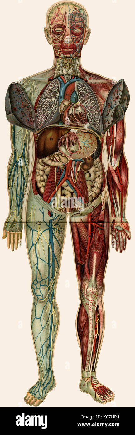 Dispiegamento dell'anatomia maschile Foto Stock