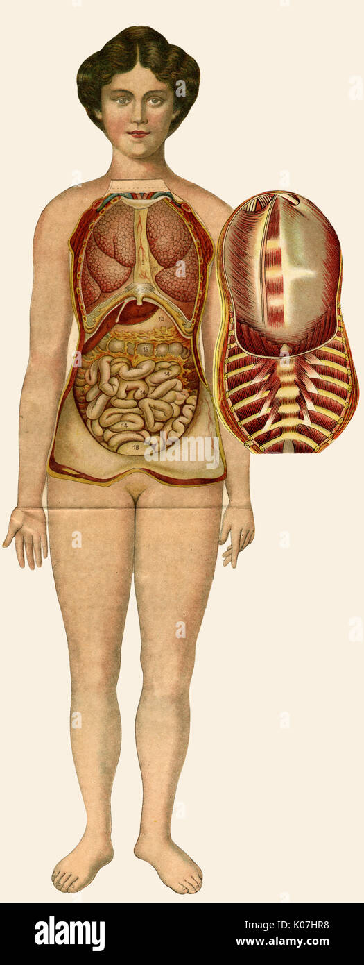 Dispiegamento dell'anatomia femminile Foto Stock
