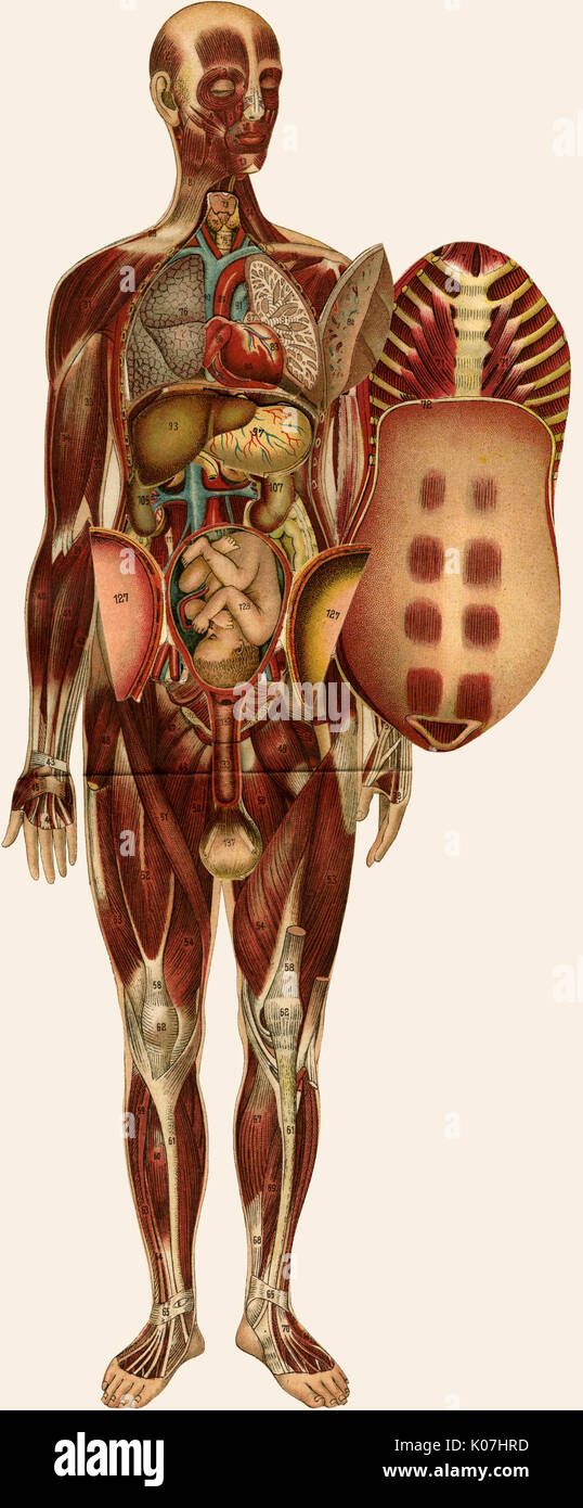 Dispiegamento dell'anatomia femminile Foto Stock