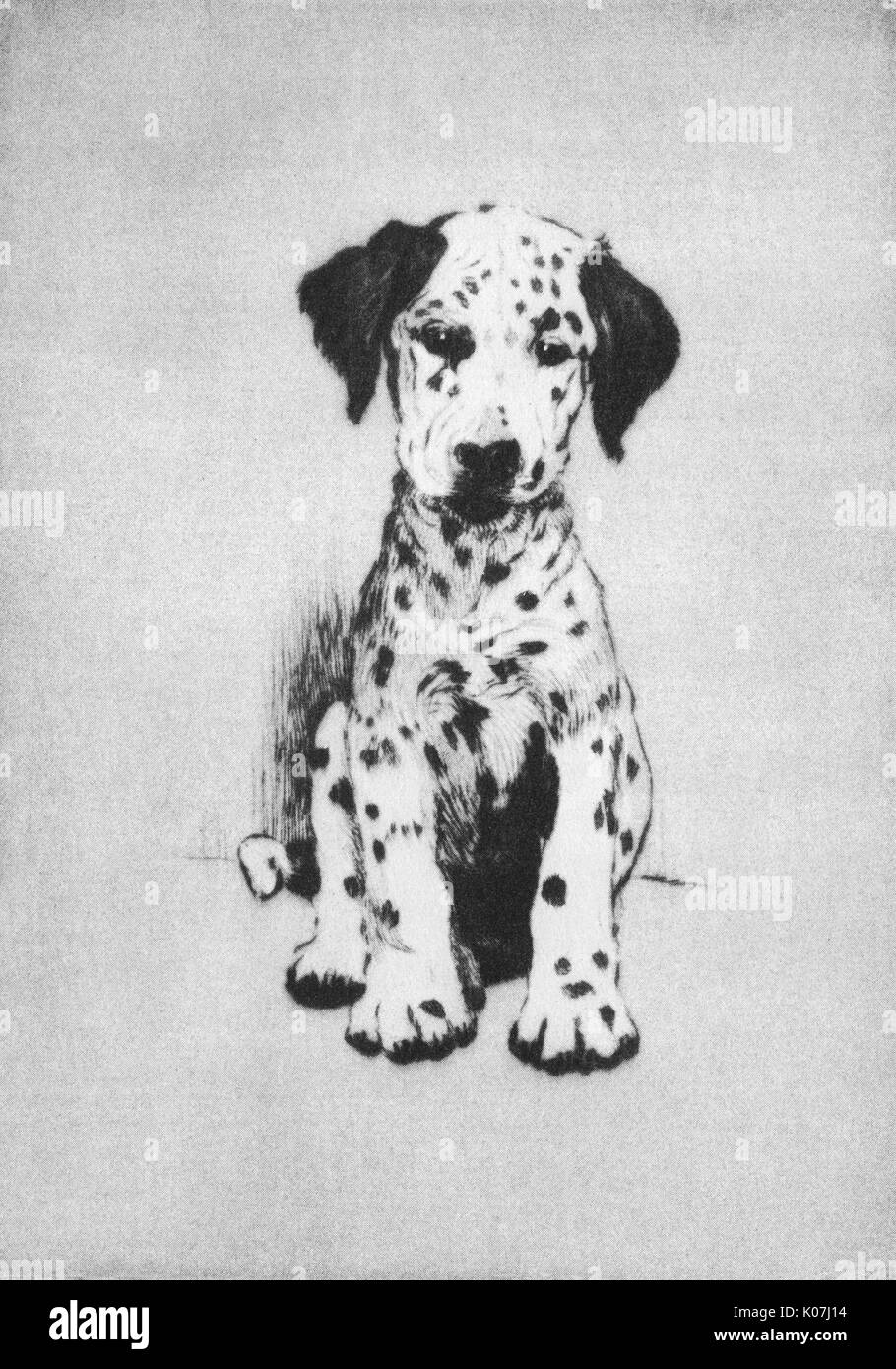 Illustrazione di Cecil Aldin, cani di ogni giorno -- un cucciolo dalmata. Data: 1933 Foto Stock