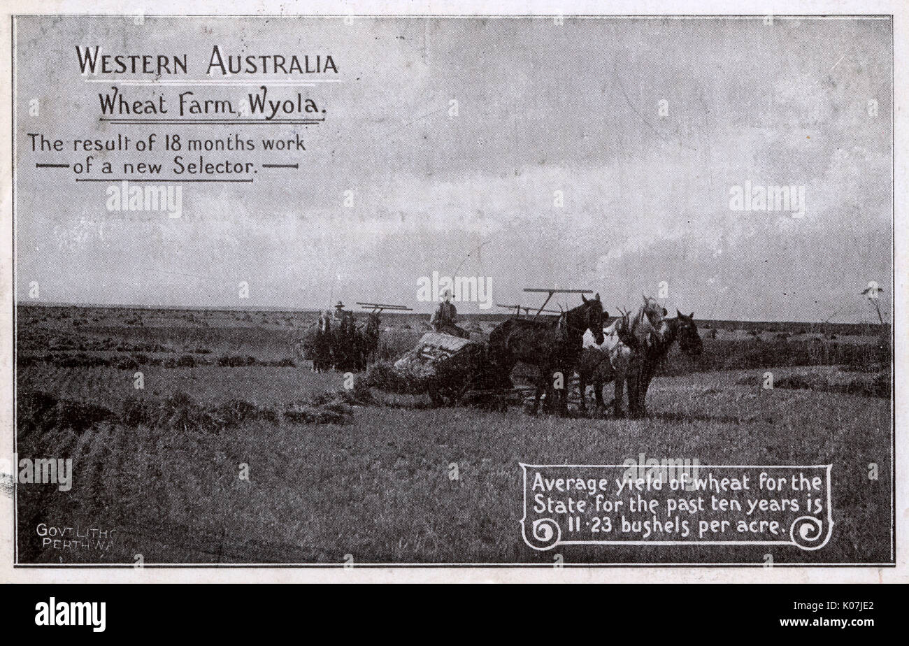 Western Australia Wheat Farm - Wyola - trebbiatrici al lavoro Foto Stock