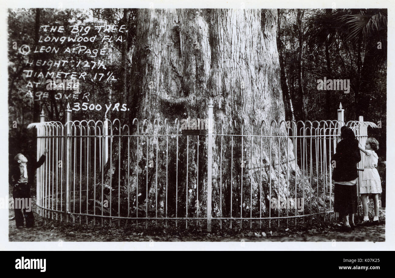 The Senator - Big Tree Park, Longwood, Florida, Stati Uniti Foto Stock