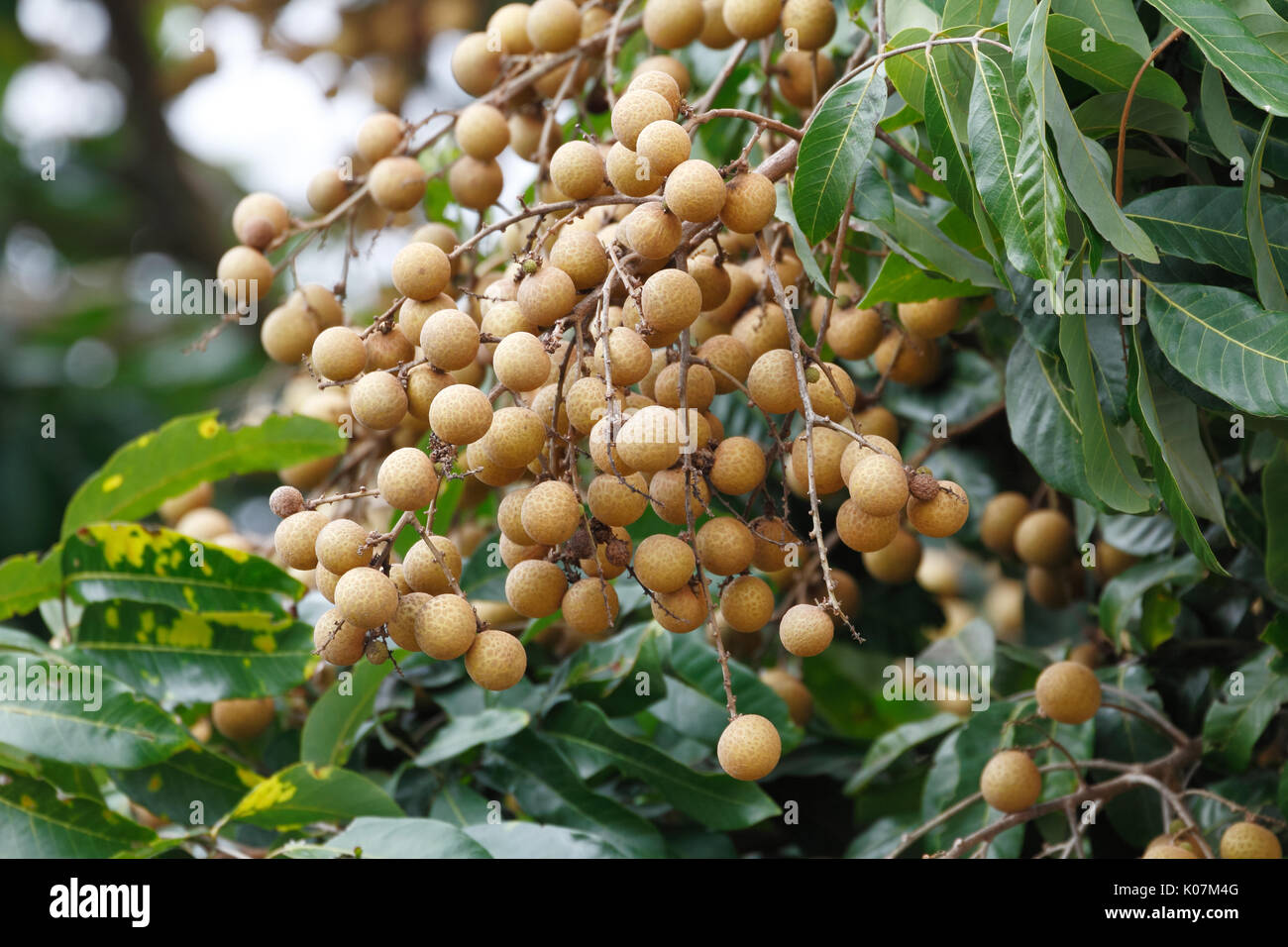 Longan (Dimocarpus longan) frutta sull'albero. Gli stati di tropicale soapberry frutto della famiglia in Asia. Foto Stock