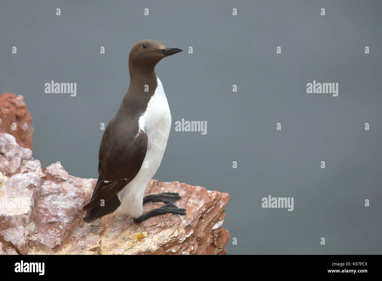 Comune di guillemot (Uria aalge), Adulto, su roccia, Isola di Helgoland, Mare del Nord, Germania Foto Stock