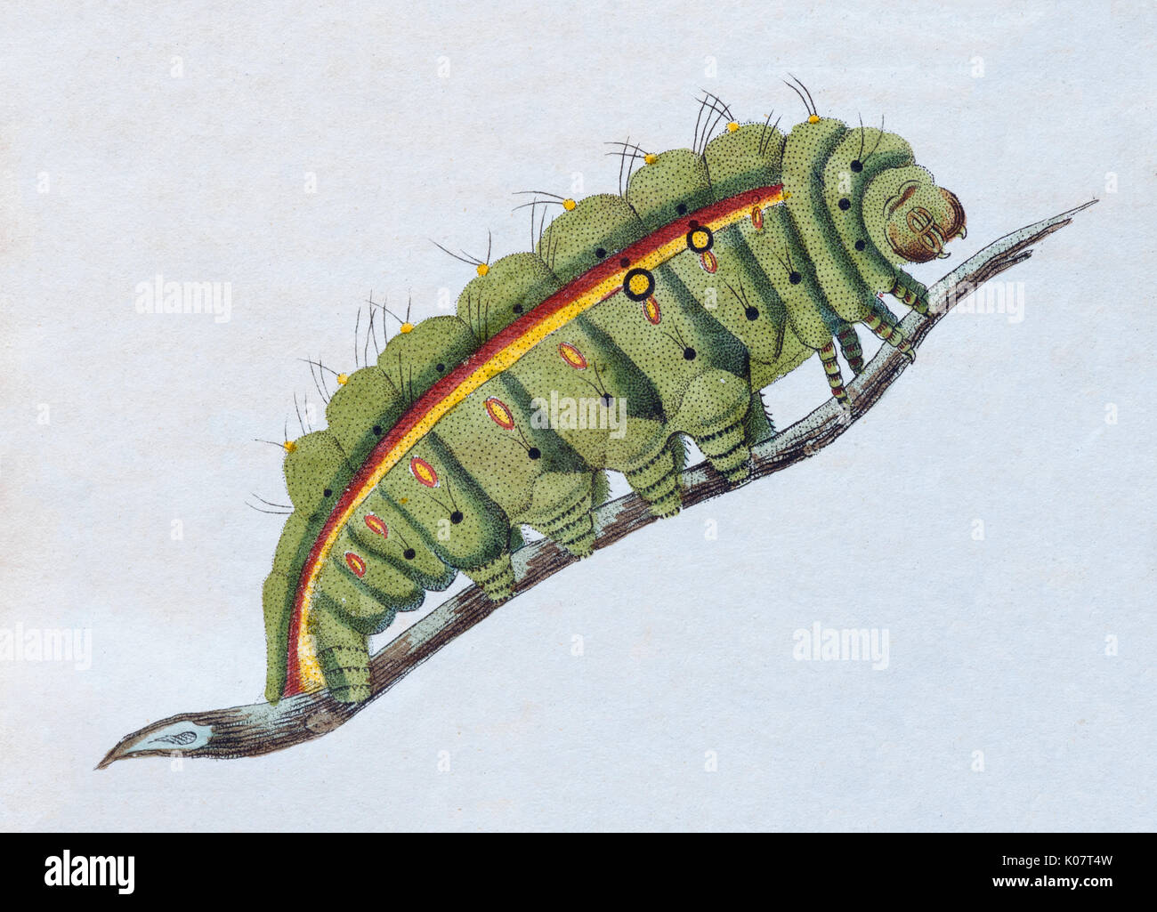 Giallo-verde caterpillar, (Phalaena Bombice Paphia), colorate a mano incisione su rame dal libro per bambini di Friedrich Justin Foto Stock