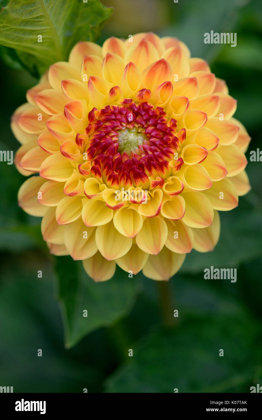 Giallo (dahlia Dahlia sp.), Linos varietà, fiore, Renania settentrionale-Vestfalia, Germania Foto Stock