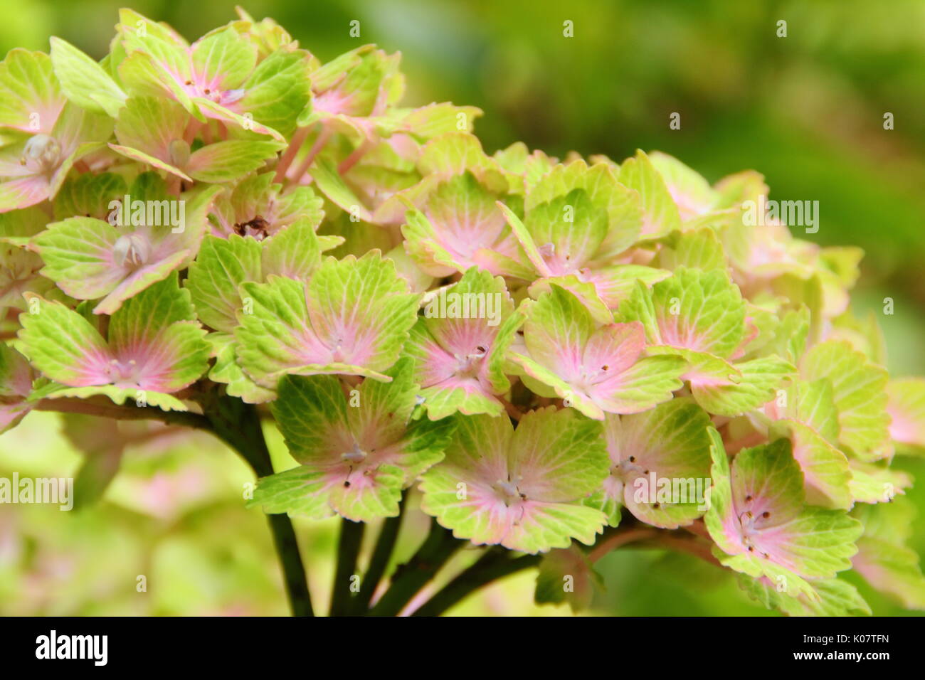 Ortensia 'Magical' Rhapsody in piena fioritura in un giardino inglese di frontiera, REGNO UNITO Foto Stock