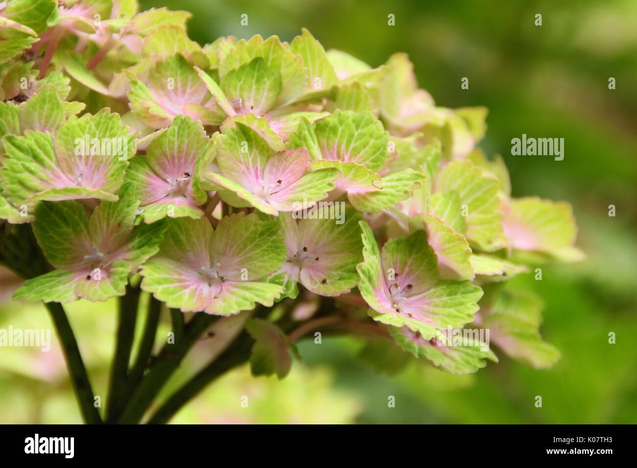 Ortensia 'Magical' Rhapsody in piena fioritura in un giardino inglese di frontiera, REGNO UNITO Foto Stock