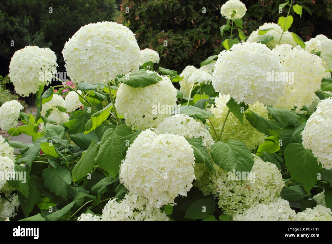 Hydrangea arborescens " Annabelle' in piena fioritura in un giardino inglese confine in estate (agosto) AGM Foto Stock