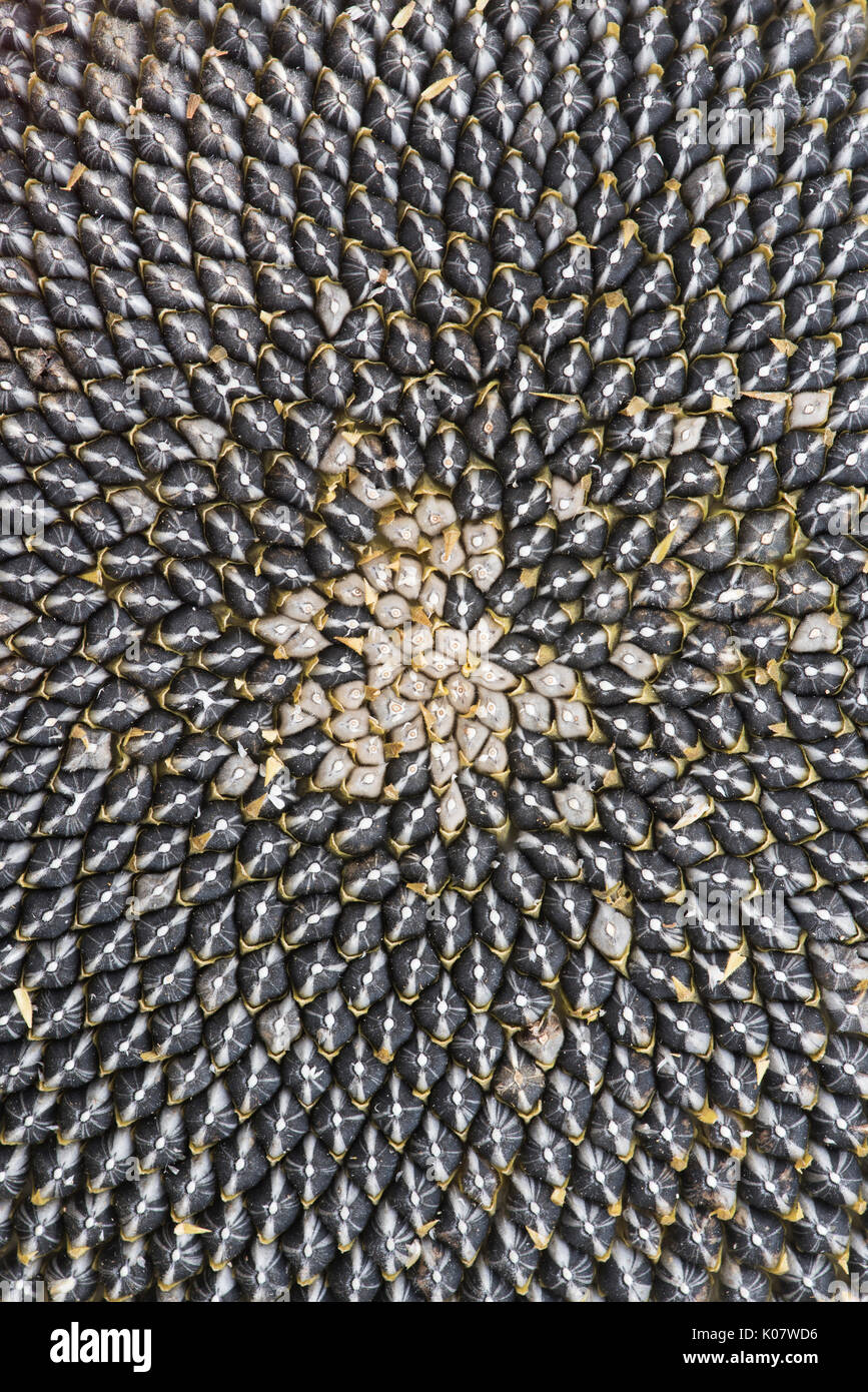 Helianthus annuus Girasole andato al pattern di sementi Foto Stock