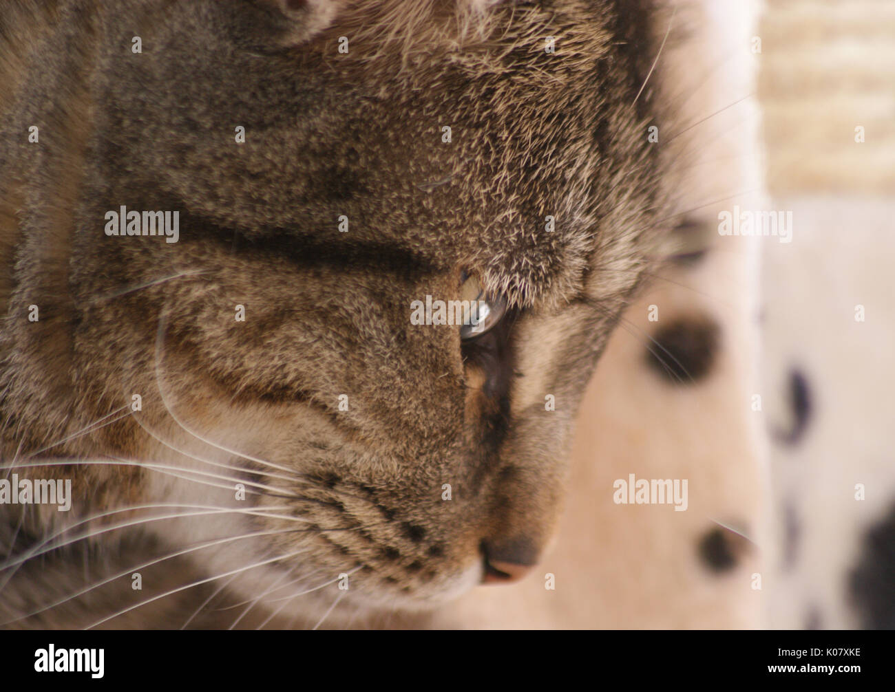 Domestico British Shorthair TABBY CAT close up volto ritratto con gli occhi e il naso Foto Stock