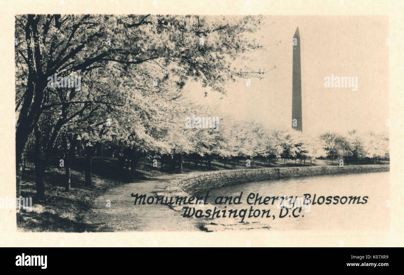 Washington DC, USA - Monumento e fiori di ciliegia Foto Stock