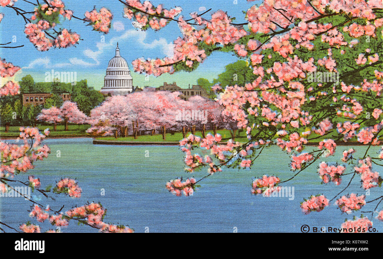 Washington DC, Stati Uniti d'America - Capitol vista attraverso la fioritura dei ciliegi. Data: 1943 Foto Stock