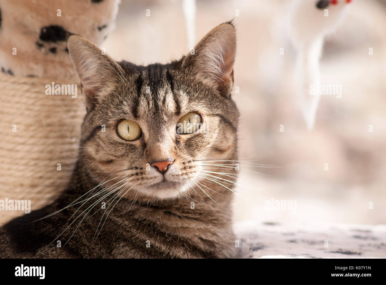 Domestico British Shorthair TABBY CAT close up volto ritratto con gli occhi e il naso Foto Stock