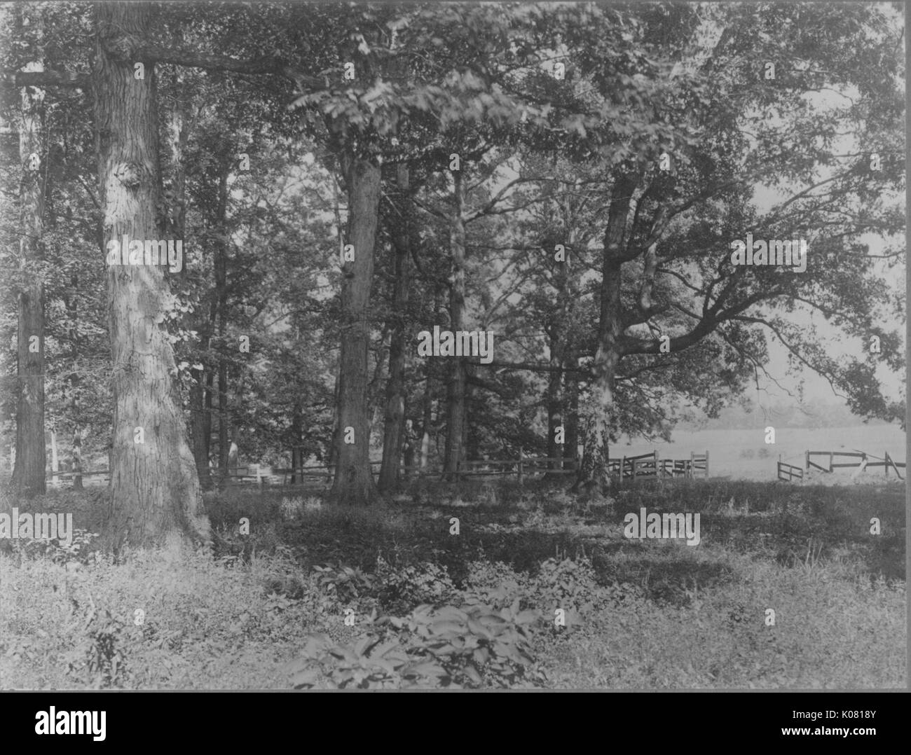 Fotografia di una Roland Park Campo in Baltimore, con grandi alberi ombrosi, una recinzione che sfocia in un aperto campo erboso, con molto abbondante knee-erba alta, Stati Uniti, 1920. Questa immagine viene da una serie di documentare la costruzione e la vendita di case nel parco di Roland/Guilford quartiere di Baltimora, un tram sobborgo e una delle prime comunità prevista negli Stati Uniti. Foto Stock