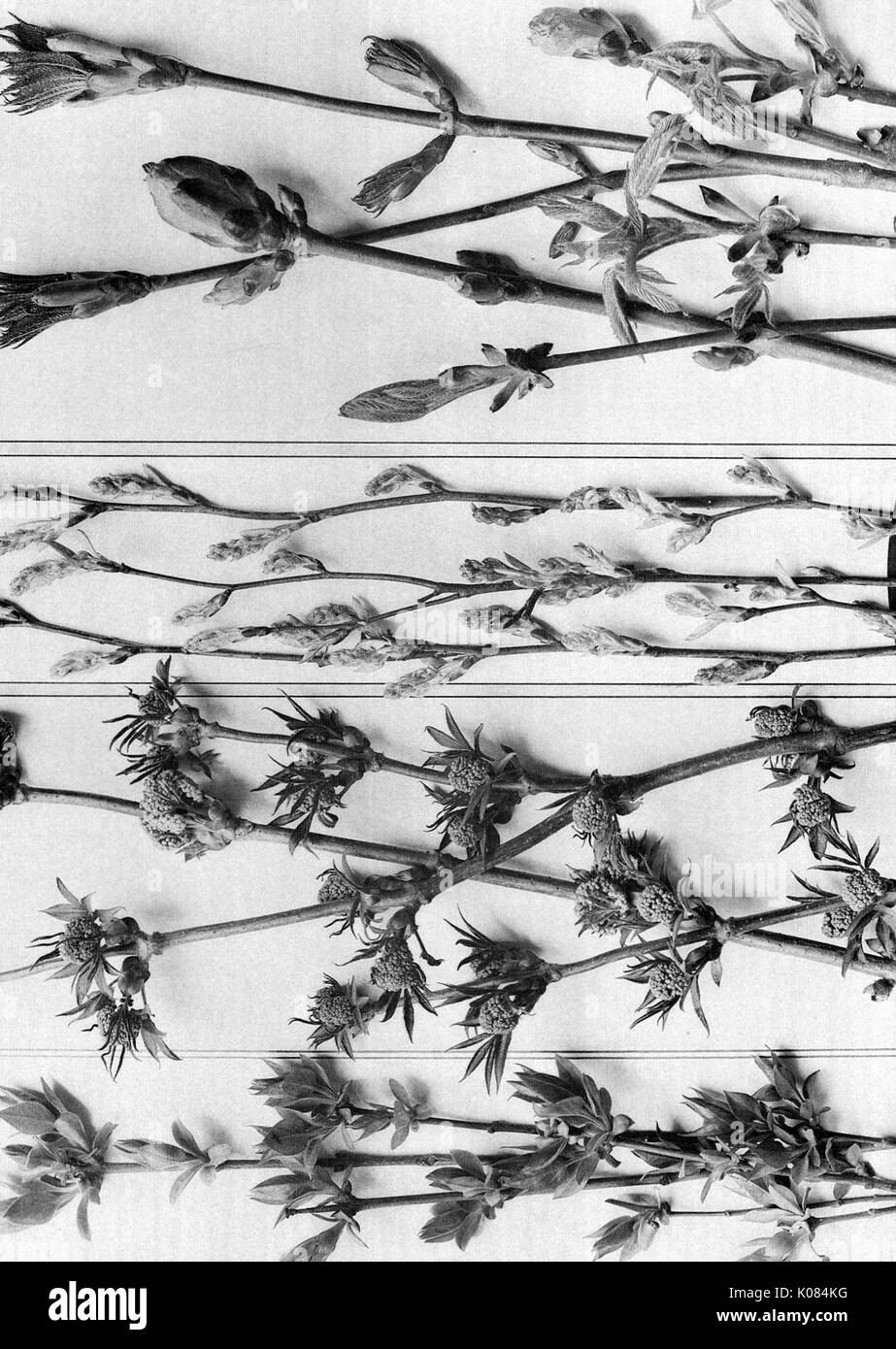 Plant disegni con quattro diversi tipi di piante in file differenti, tutte le piante sembrano avere un diverso tipo di fiore, 1900. Foto Stock