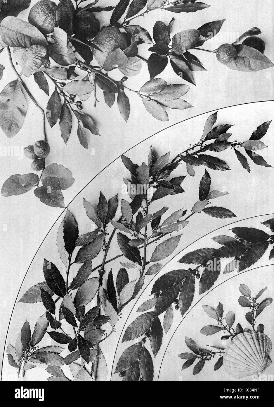 Festoni e gruppi decorativi da Martin Gerlach, array di foglie con piccoli frutti di bosco, conchiglia di mare nell'angolo inferiore destro, 1900. Foto Stock