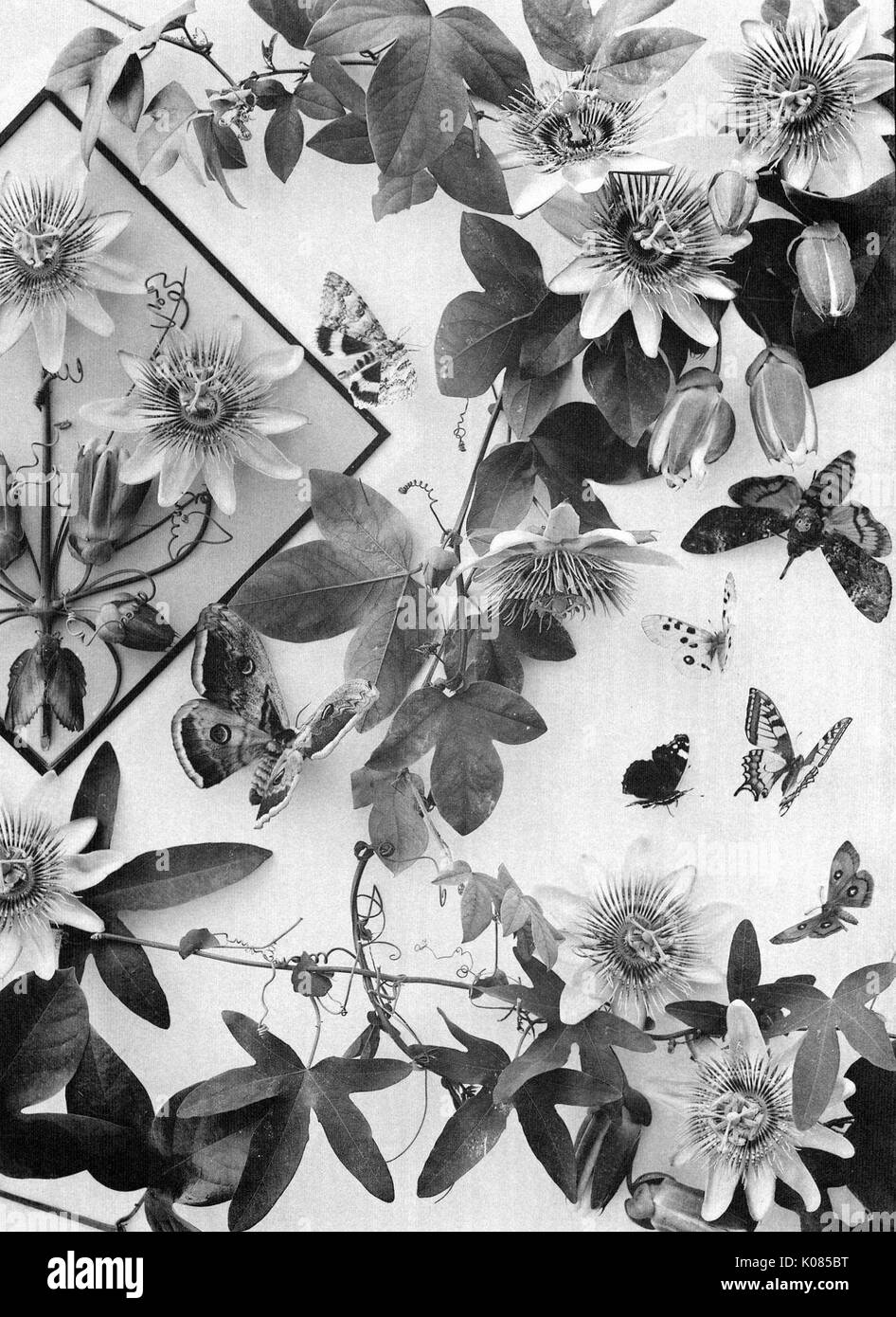 Varietà di fiori e foglie che compongono il design, circa sette farfalle e falene con piante, sulla parte superiore del disegno quadrato, 1900. Foto Stock