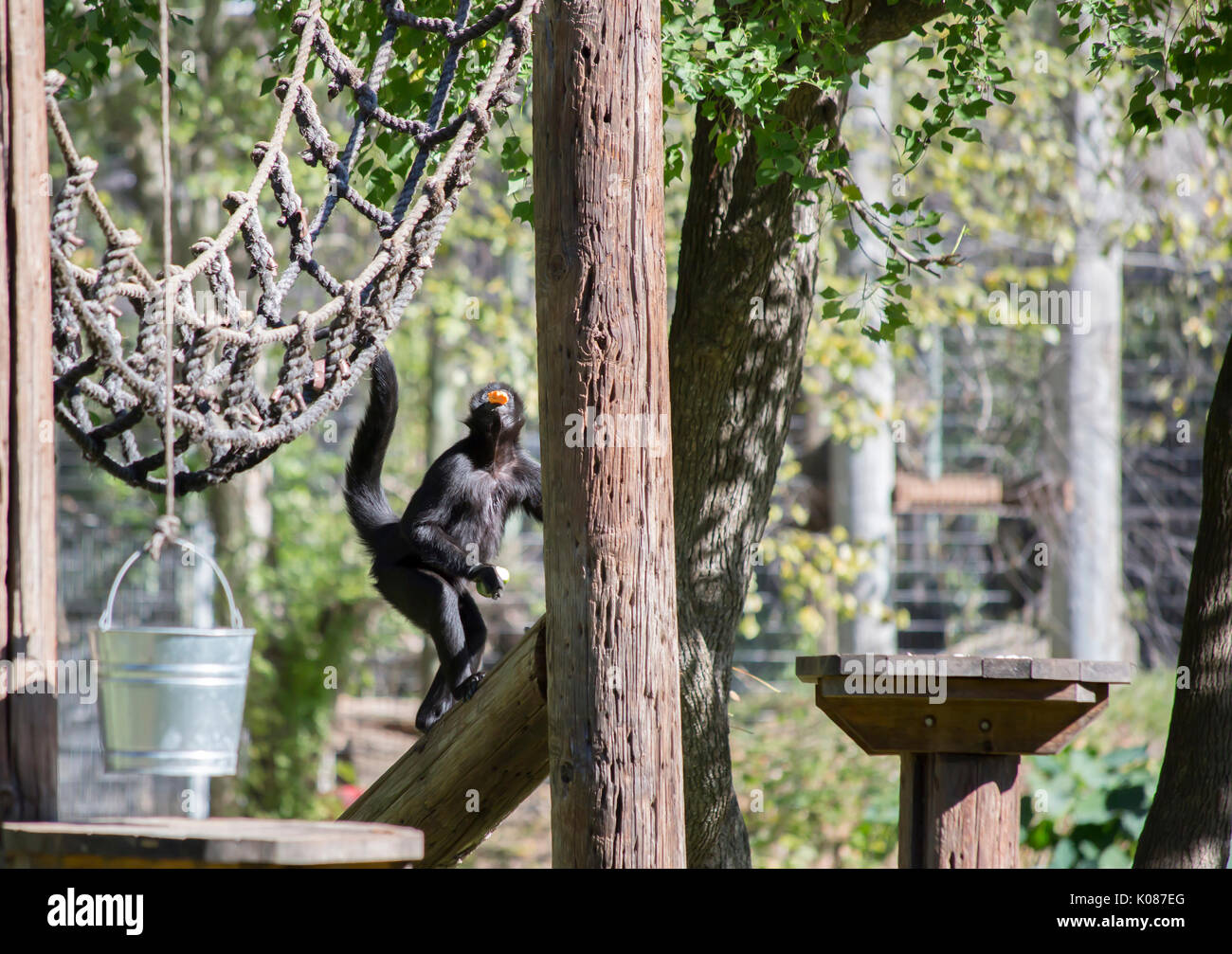 Il ragno colombiano di scimmia (Ateles fusciceps rufiventris) snacking felicemente Foto Stock