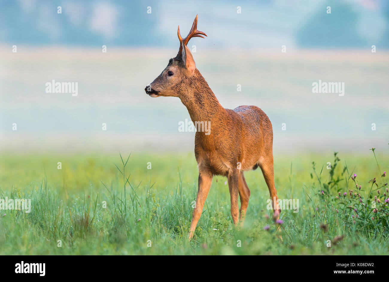 Il capriolo con grandi corna di cervo in un campo Foto Stock