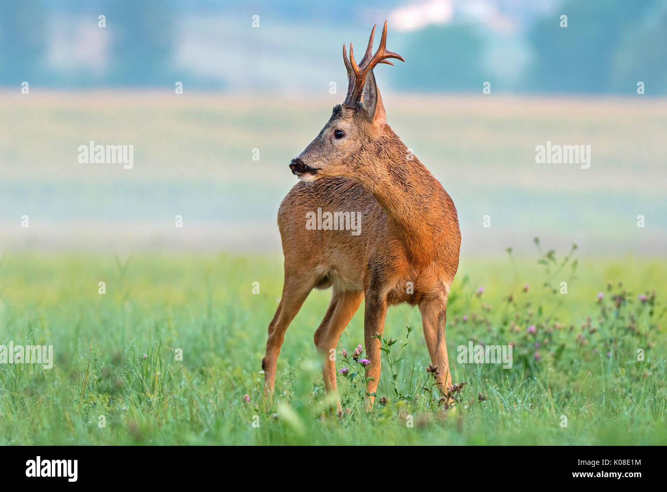 Il capriolo con grandi corna di cervo in un campo Foto Stock