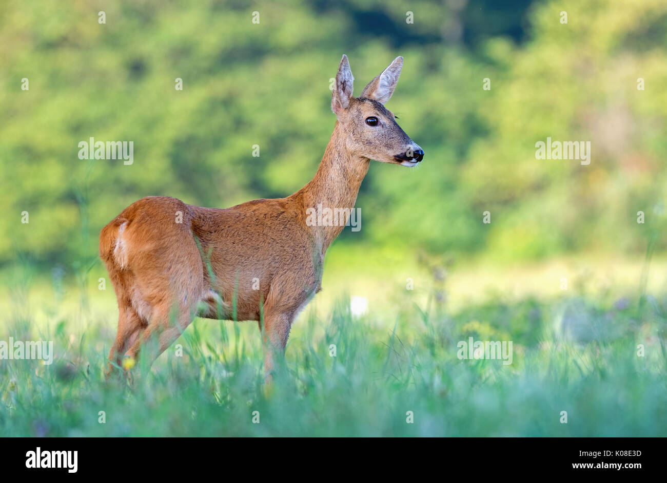 Femmina selvatici il capriolo (Capreolus capreolus) in un campo Foto Stock