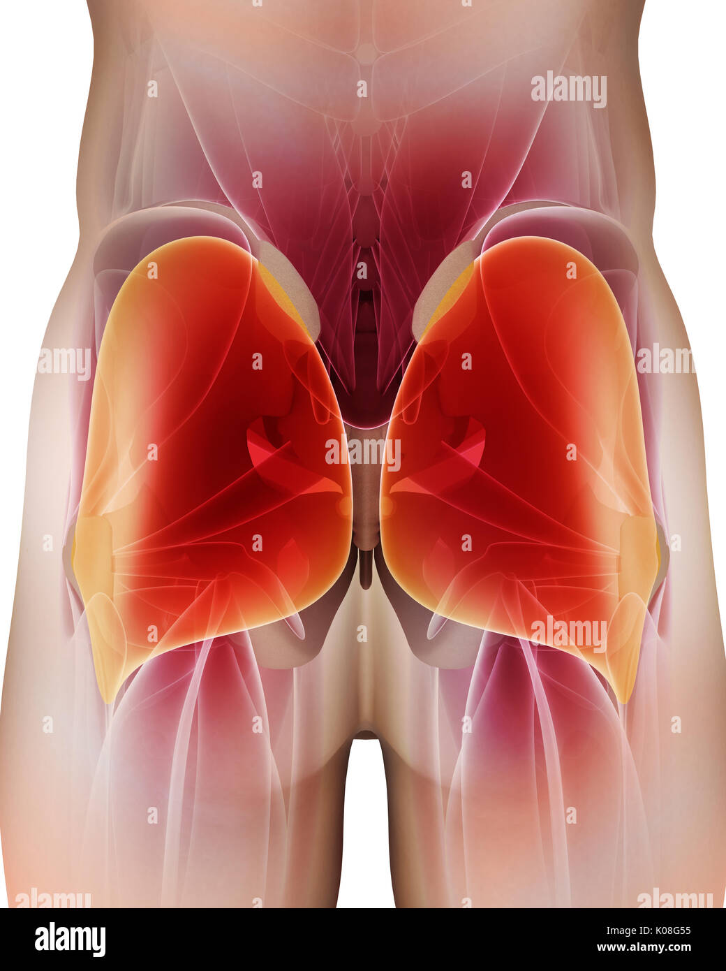 3d illustrazione del gluteo, parte di anatomia del muscolo. Foto Stock