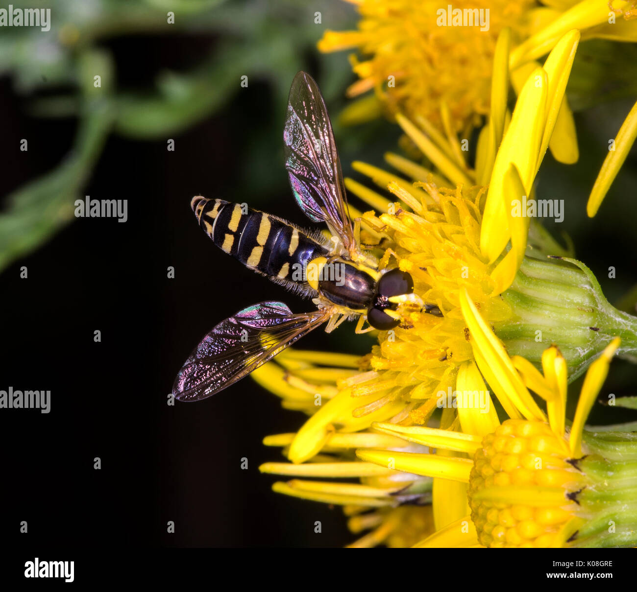 Un comune hoverfly di prati Foto Stock
