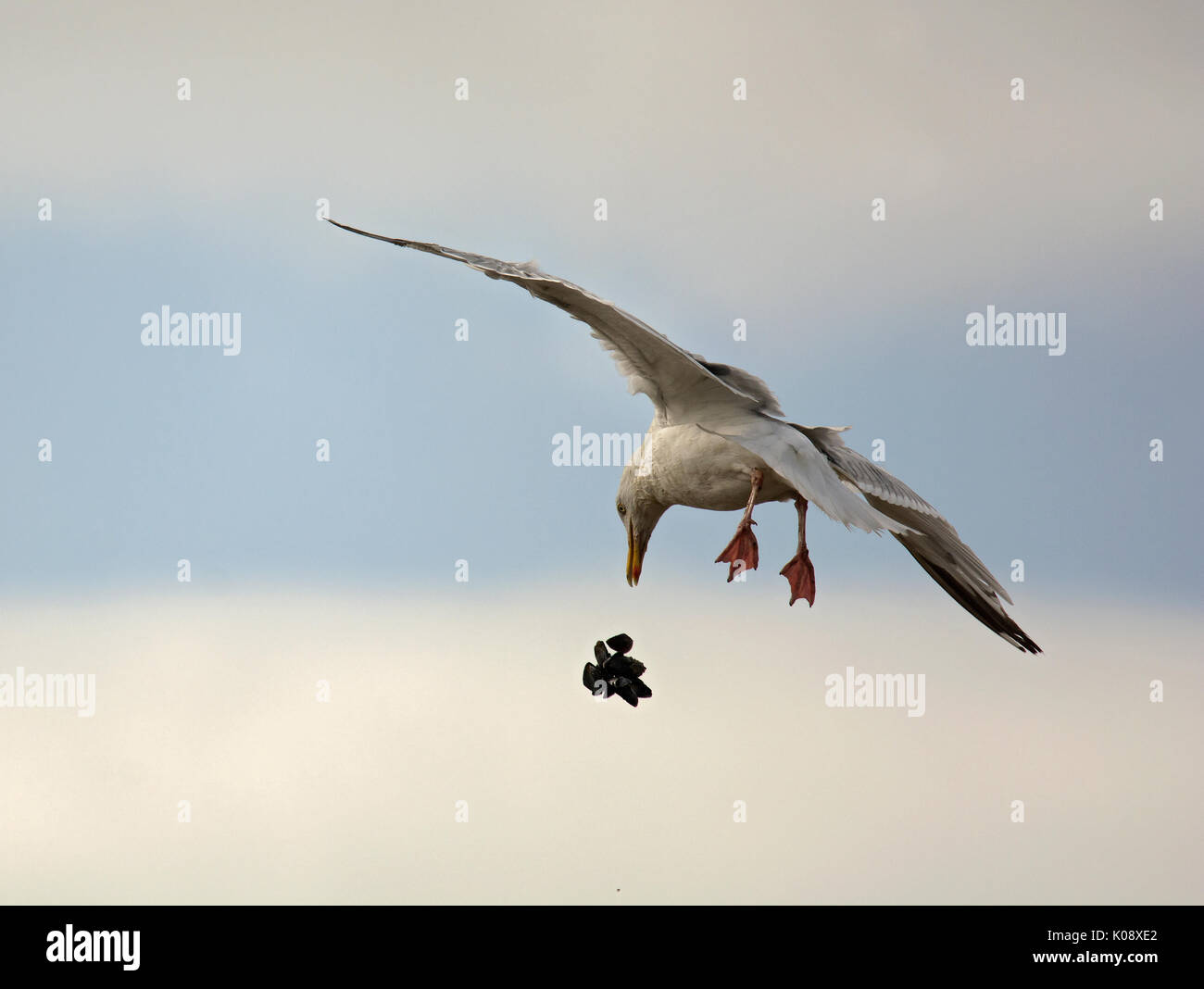 Aringa Gabbiano, Larus argentatus, far cadere le cozze a rompere guscio, Morecambe Bay, Regno Unito Foto Stock