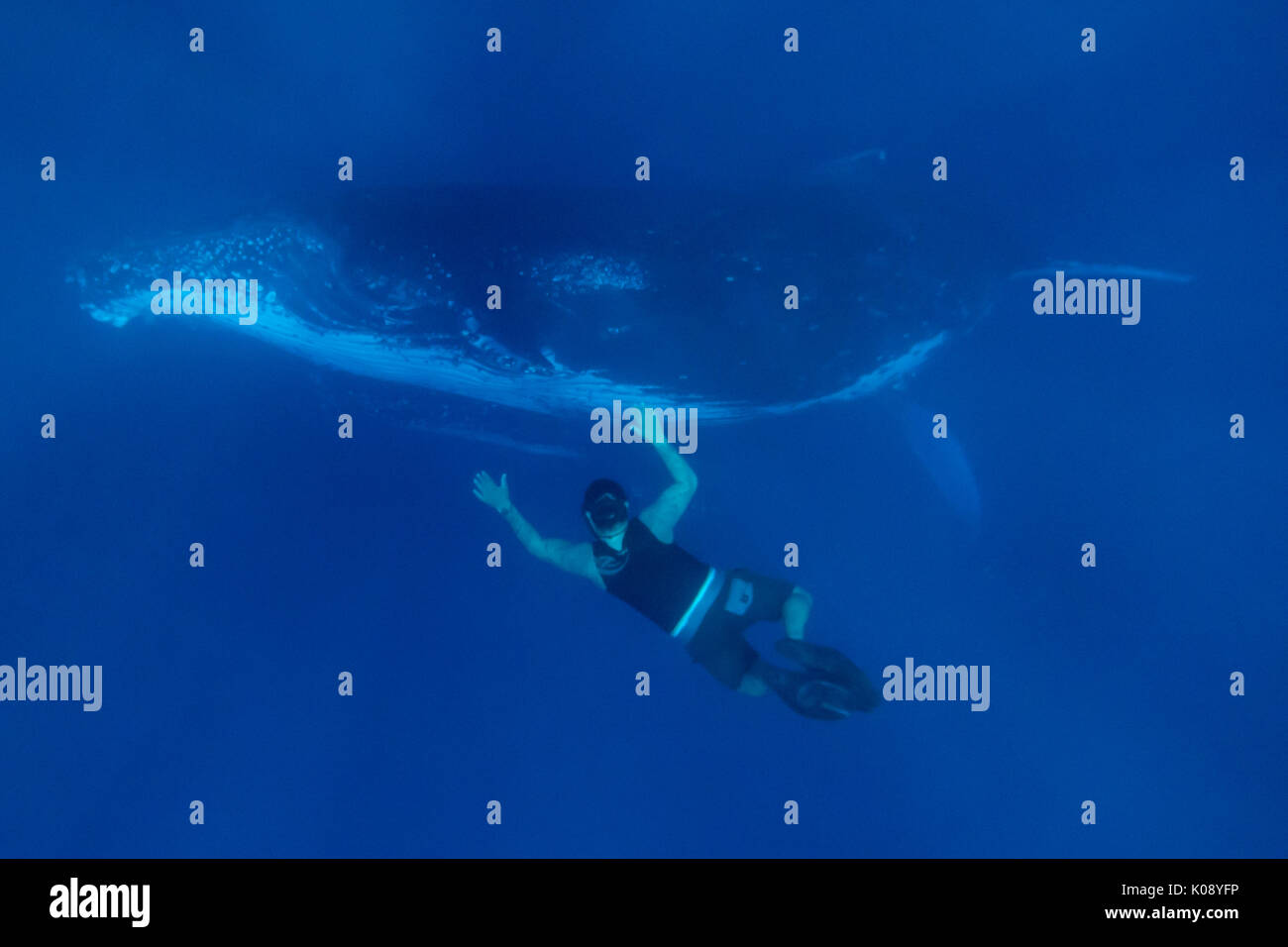 Un apneista guardando un Humpback Whale mostra il confronto delle dimensioni del Vava'u Group di Tonga Foto Stock