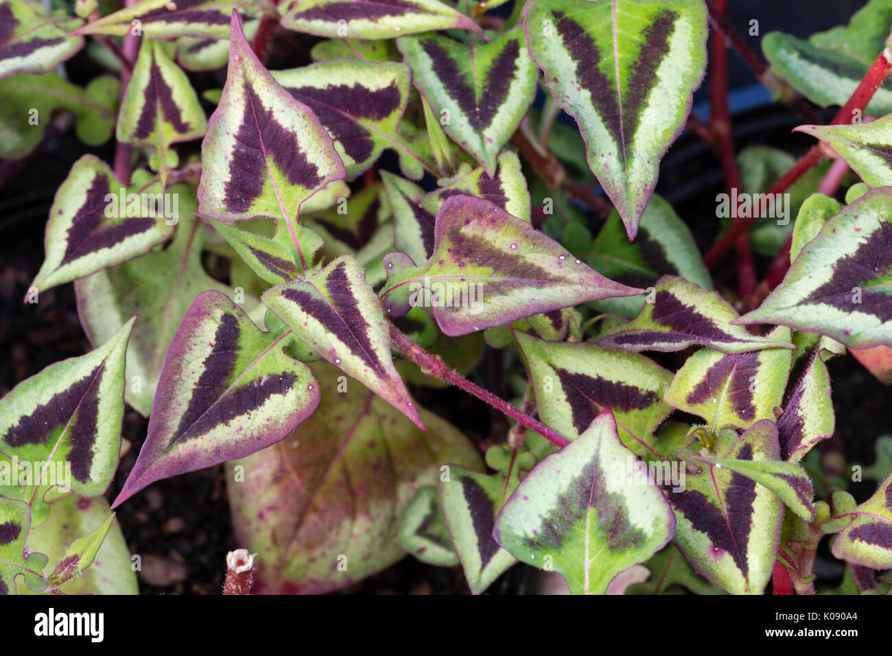 Il rosso, crema e viola contrassegnato fogliame della diffusione ardito perenne, Persicaria microcephala 'viola fantasia' Foto Stock
