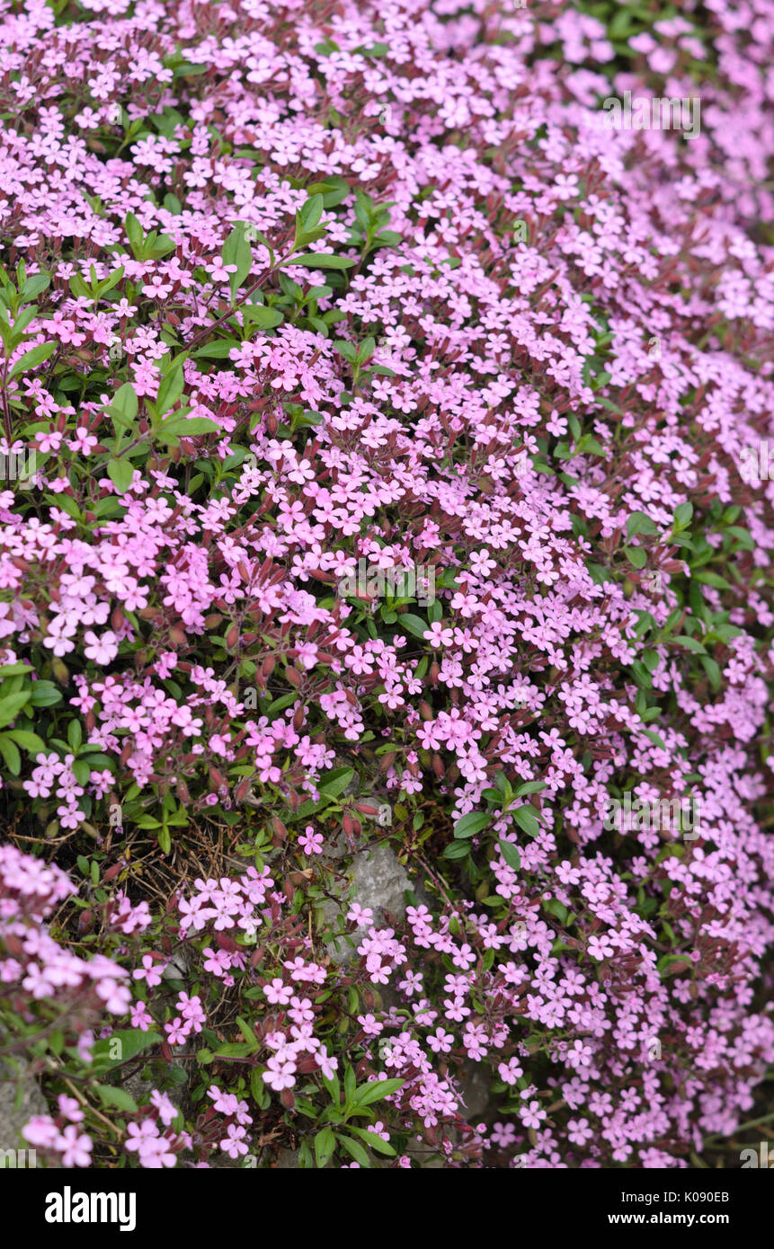 Rock soapwort (saponaria ocymoides) Foto Stock