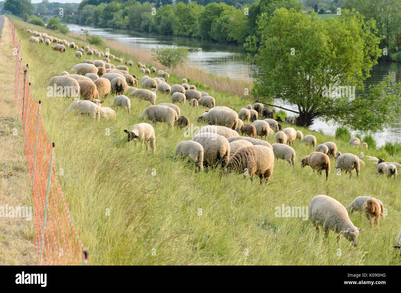 Gli animali domestici delle specie ovina (Ovis orientalis aries) su una sorta di argine, inferiore oder valley national park, Germania Foto Stock