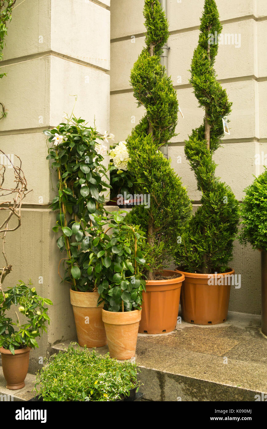 Arborvitae (Thuja) con forma a spirale Foto Stock