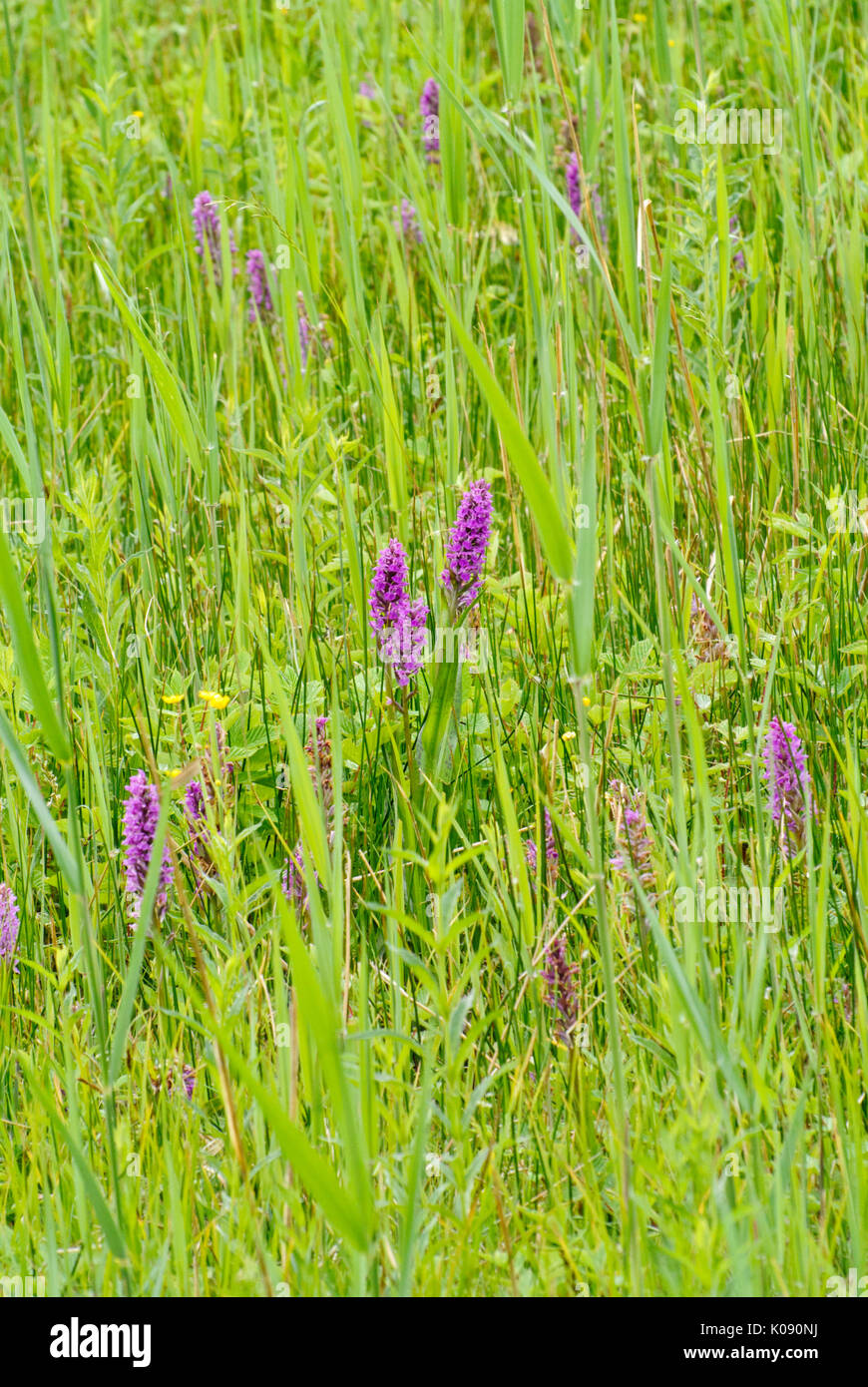 Di latifoglie orchidea palustre (dactylorhiza majalis) Foto Stock