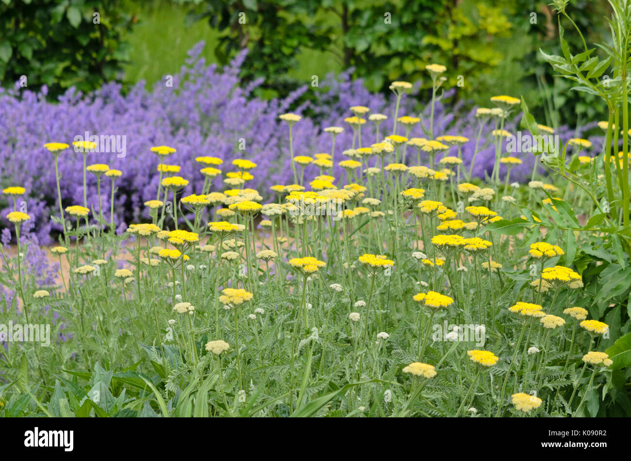 Yarrow comune (Achillea millefolium) Foto Stock