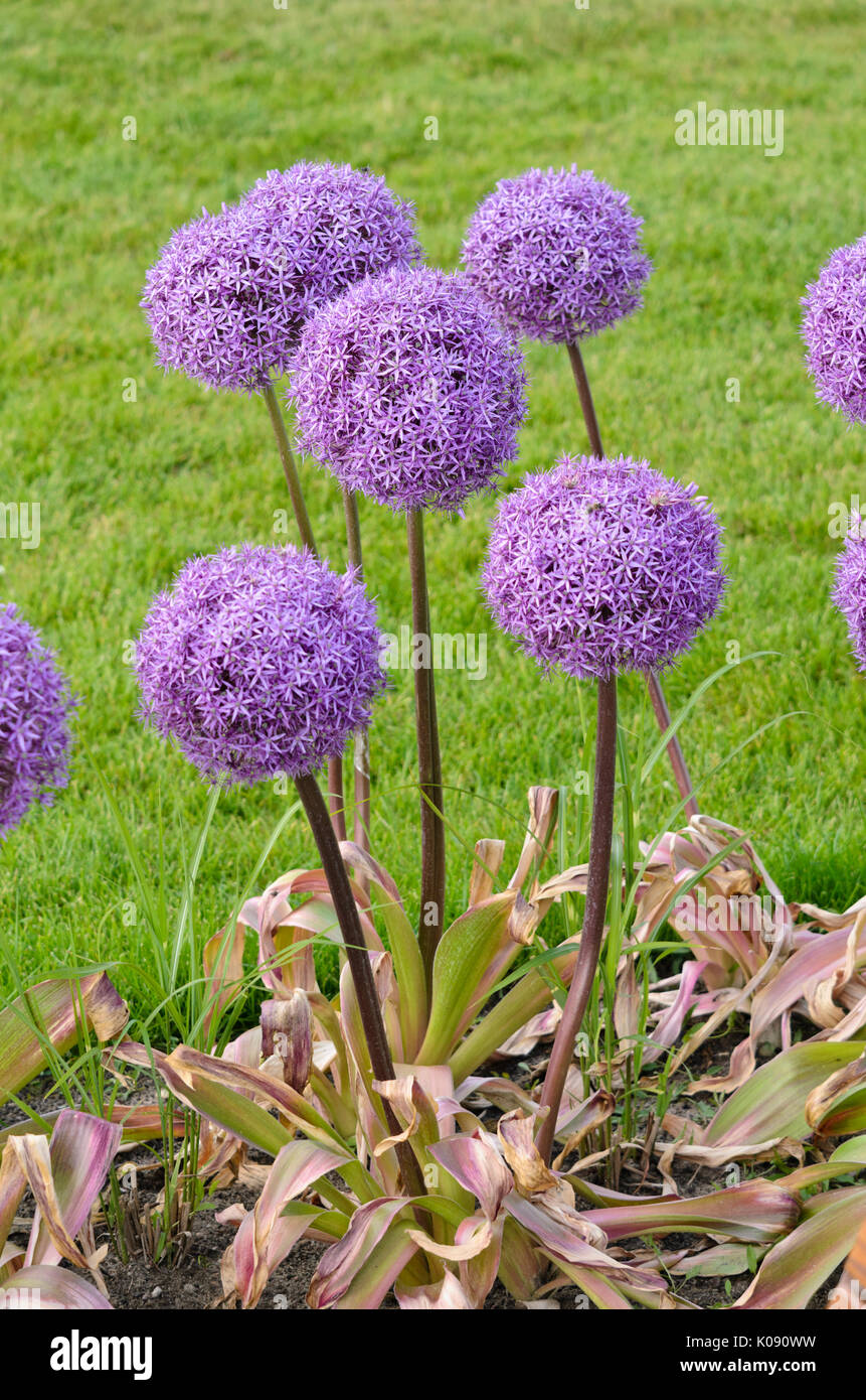 Giant allium (allium round e viola) Foto Stock