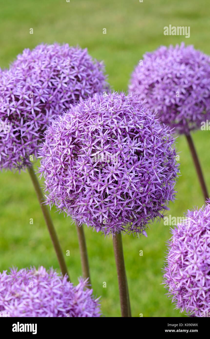 Giant allium (allium round e viola) Foto Stock