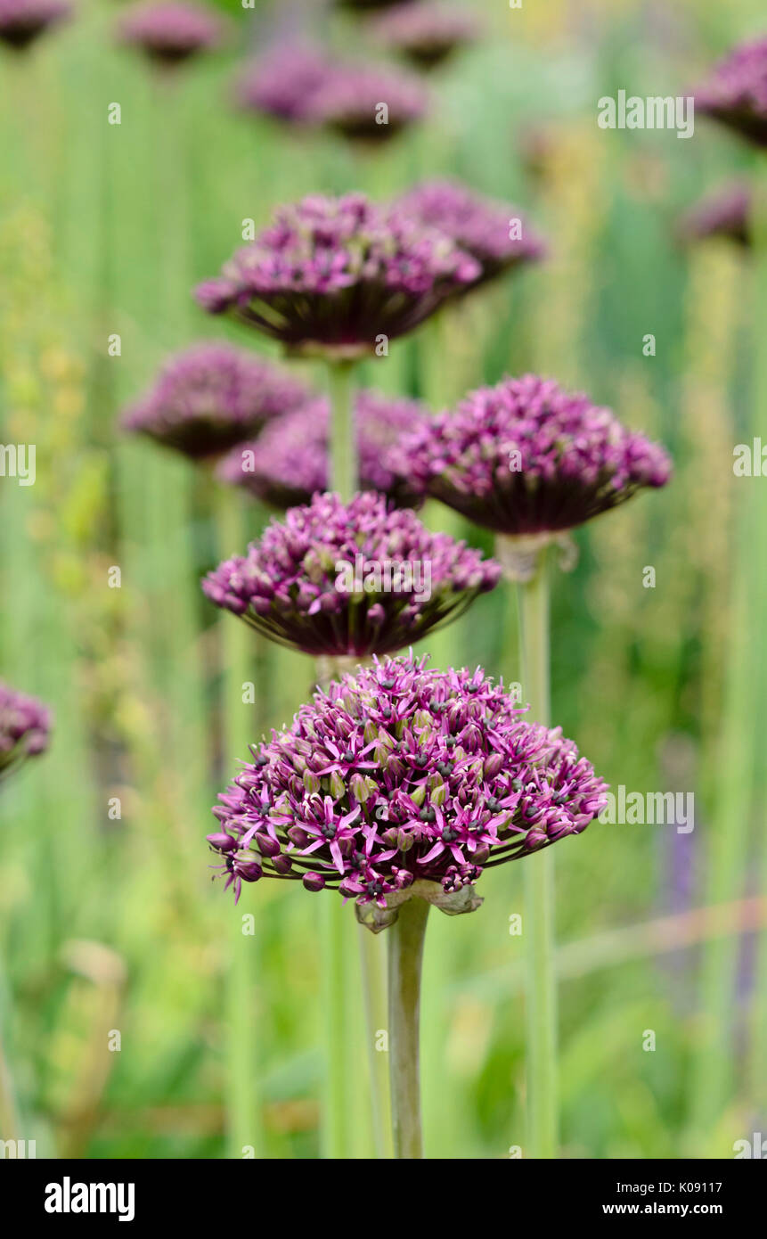 Viola a fiore cipolla (allium atropurpureum) Foto Stock