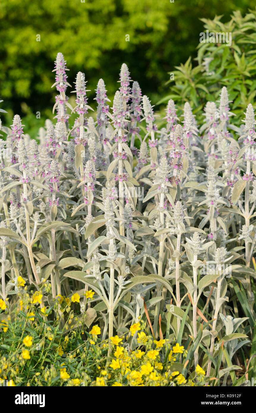 Agnello le orecchie (stachys byzantina) Foto Stock
