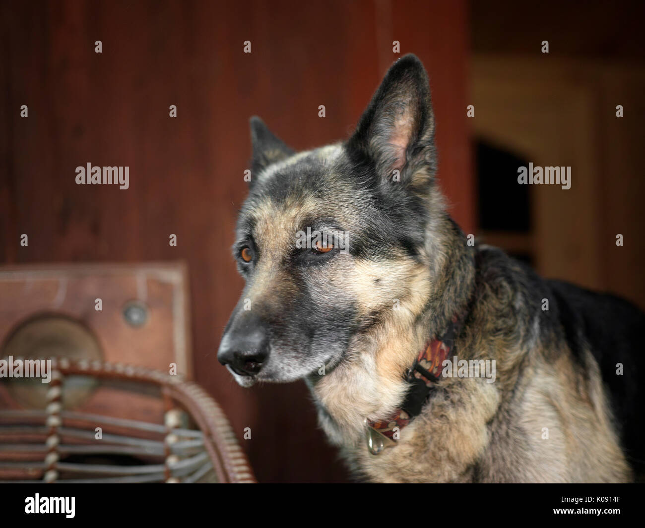 Il cane pastore seduto in cattivo umore, arredamento in background Foto Stock